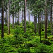 Игра Приключение в грибном лесу фото