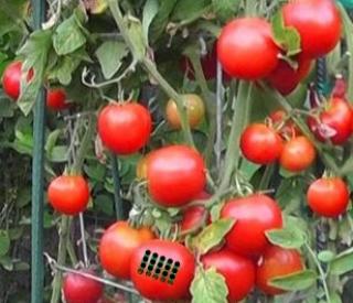 Игра Побег с томатной фермы