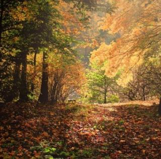 Игра Красочный осенний лес 2 фото