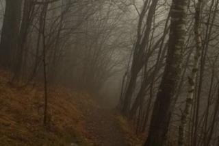 Игра Туманный лес фото