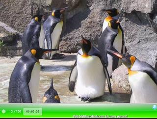Игра SSSG - Penguins Crystal Hunter фото