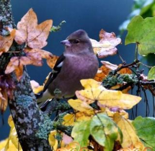 Игра Волшебная осень фото