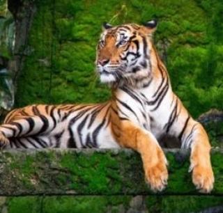 Игра Побег из тигриного леса фото