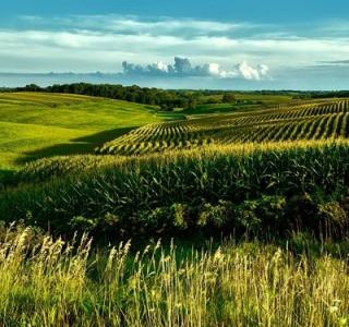 Игра Помогите плачущей бурёнке фото