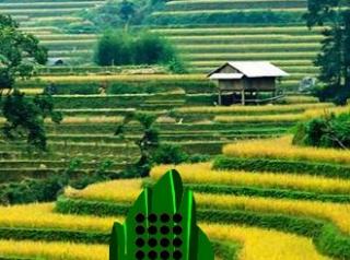 Игра Побег с рисовых полей
