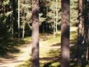 Игра Поход в лес 2022 фото