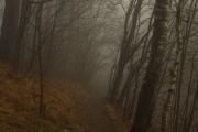 Игра Туманный лес фото