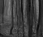 Игра Побег из леса иллюзий фото